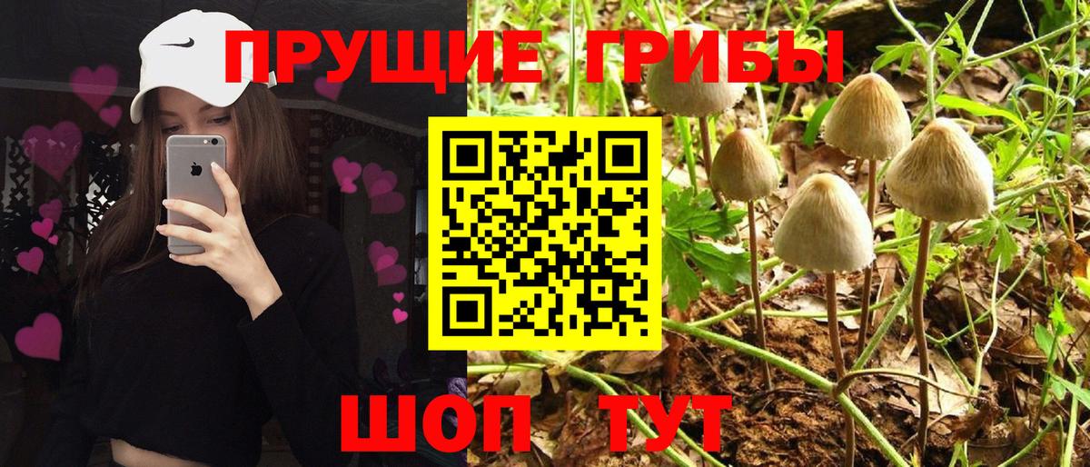 Псилоцибиновые грибы Cubensis Всеволожск